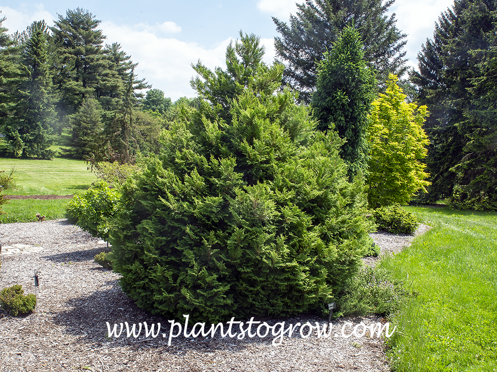 Shiva White Cypress (Chamaecyparis thyoides Shiva)